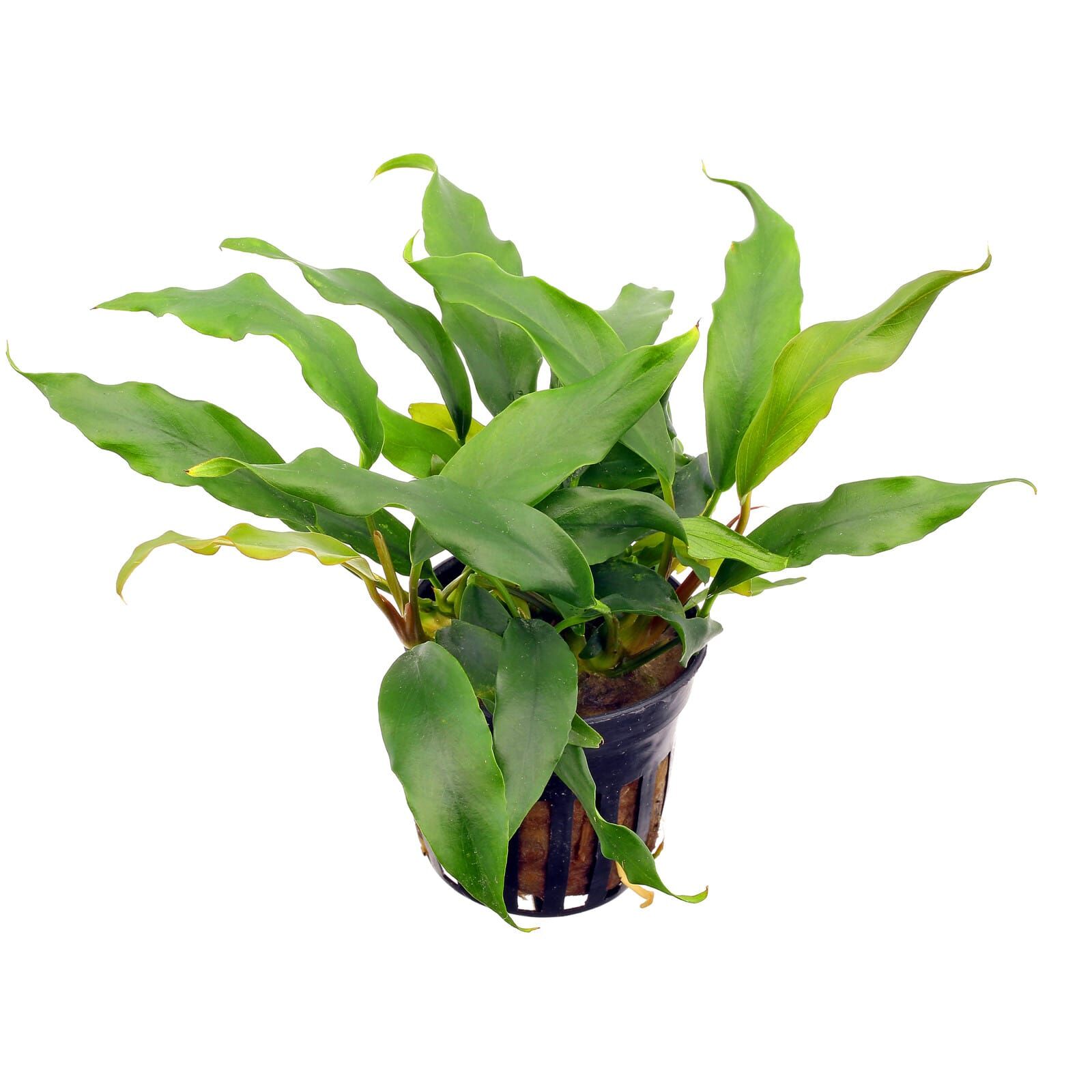 Anubias barteri var. glabra "Minima"