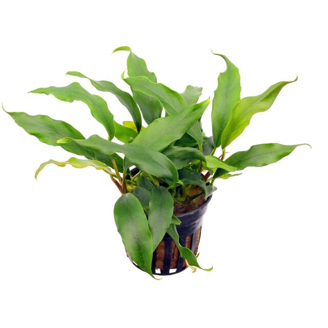 Anubias barteri var. glabra "Minima"