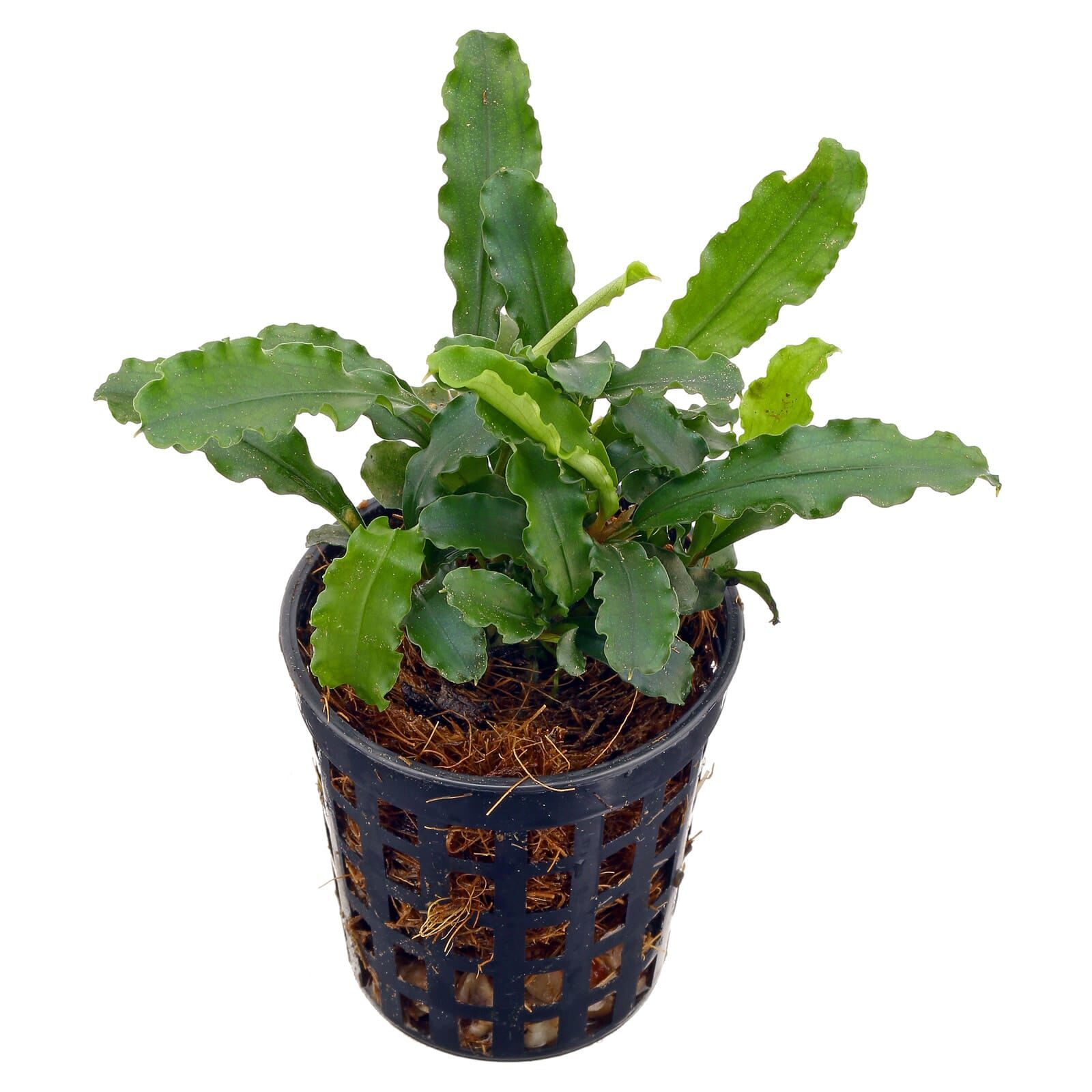 Bucephalandra pygmaea "Bukit Kelam / Sintang"