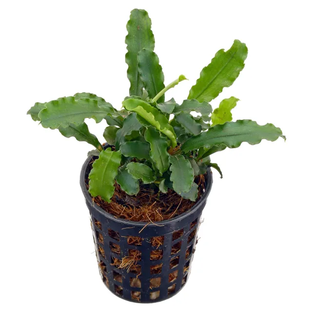 Bucephalandra pygmaea "Bukit Kelam / Sintang" - Topf