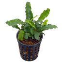 Bucephalandra pygmaea "Bukit Kelam / Sintang" -...