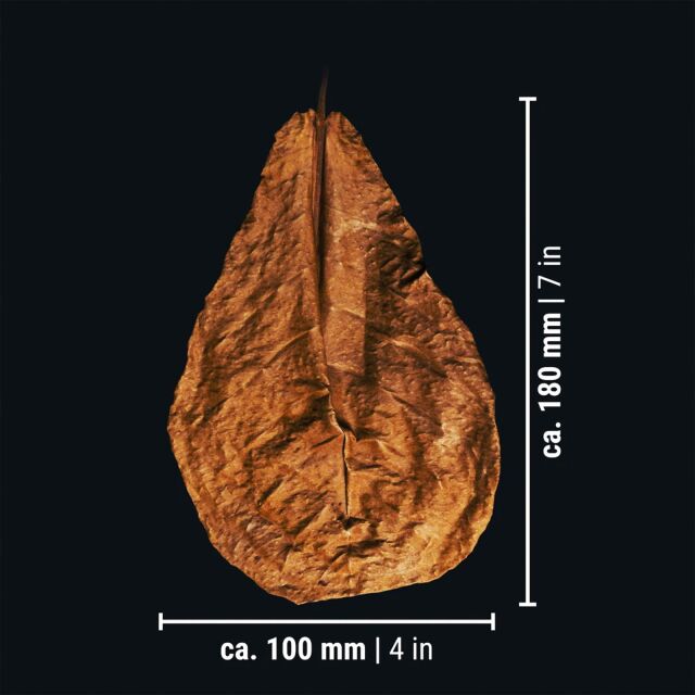 Dennerle - Catappa Leaves - 10x