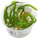 Cryptocoryne crispatula var. balansae - 1-2-GROW!