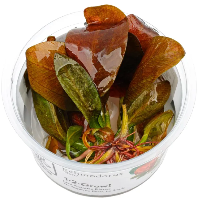Echinodorus 'Reni' - 1-2-GROW!