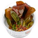 Echinodorus Reni - 1-2-GROW!