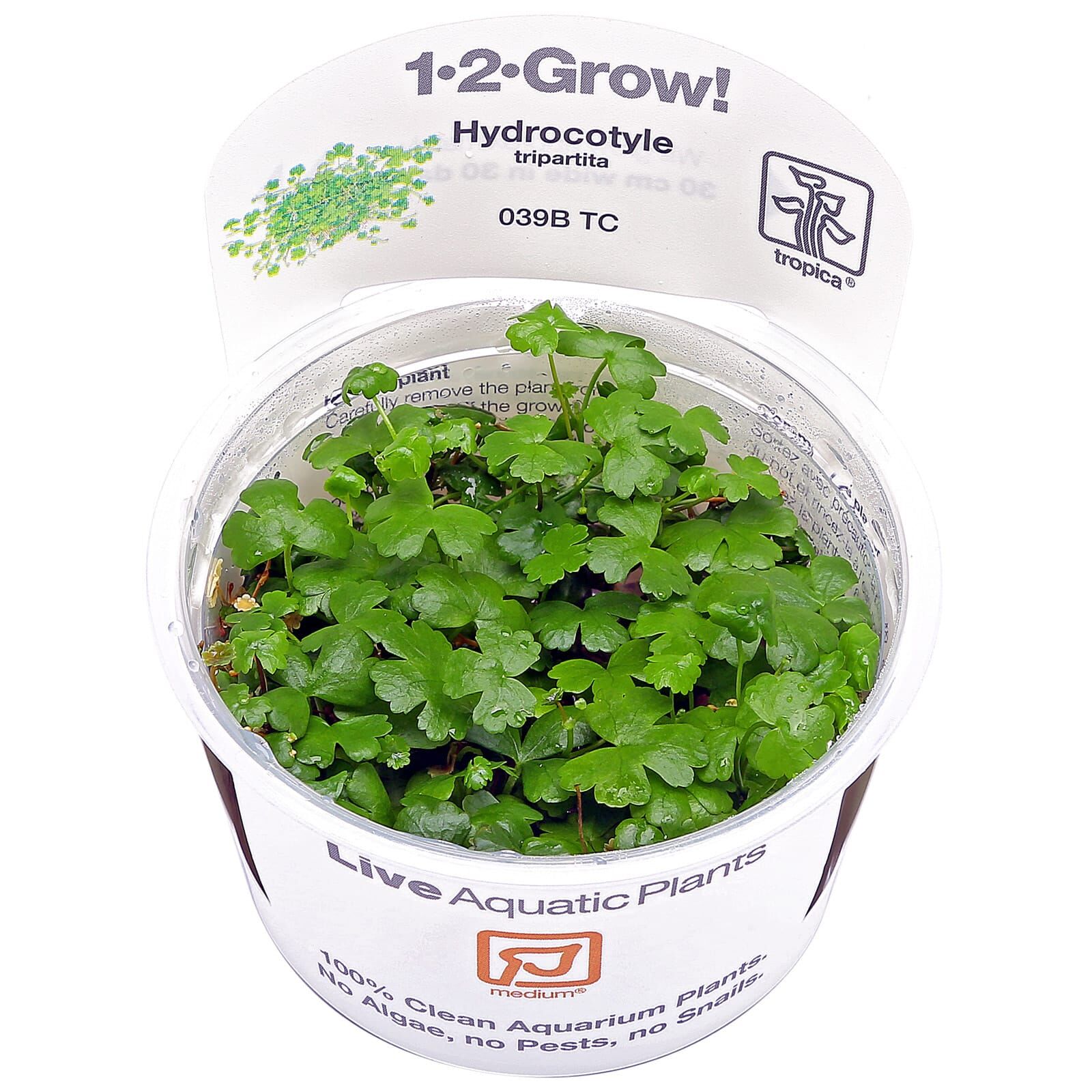 Hydrocotyle tripartita
