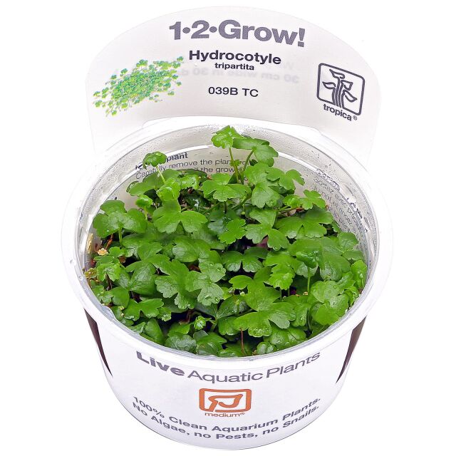 Hydrocotyle cf. tripartita