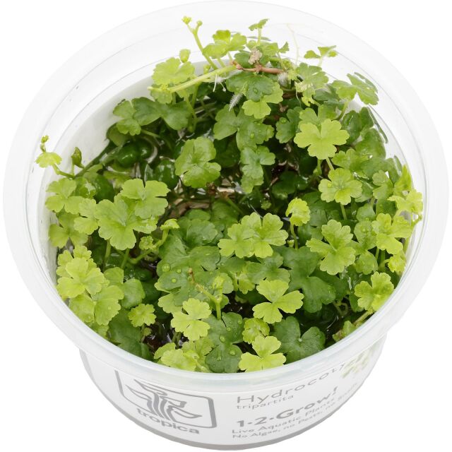 Hydrocotyle tripartita