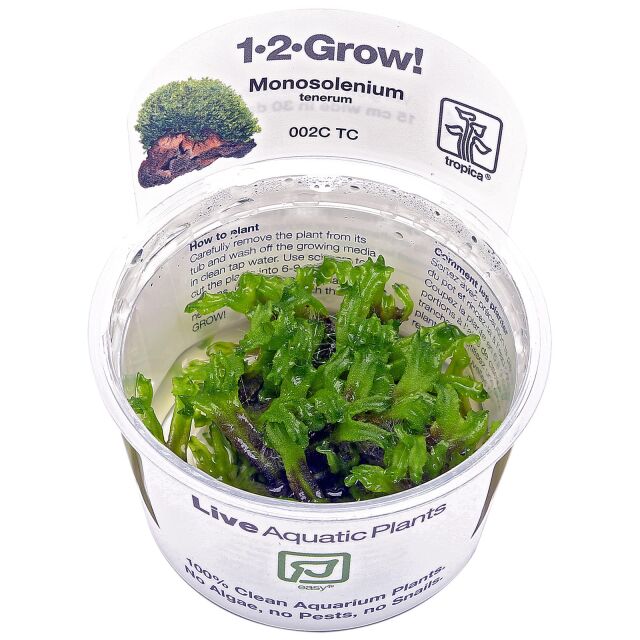 Monosolenium tenerum - 1-2-GROW!