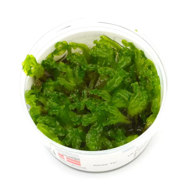 Monosolenium tenerum - 1-2-GROW!