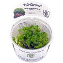 Monosolenium tenerum - 1-2-GROW!