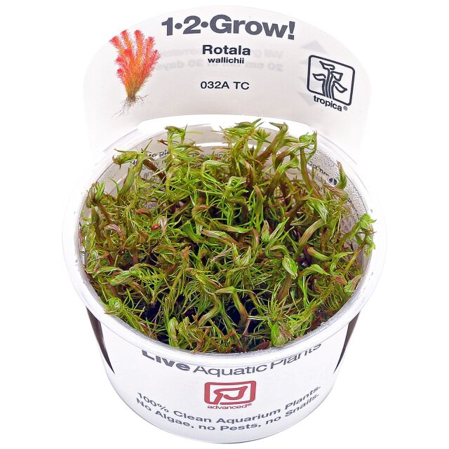 Rotala wallichii - 1-2-GROW!