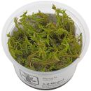 Rotala wallichii - 1-2-GROW!