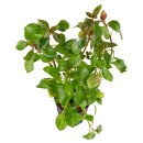 Ludwigia sp. Dark Orange (Atlantis)