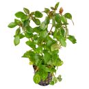 Ludwigia sp. Dark Orange (Atlantis) - Topf