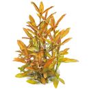 Hygrophila sp. Green Olive