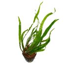 Cryptocoryne spiralis