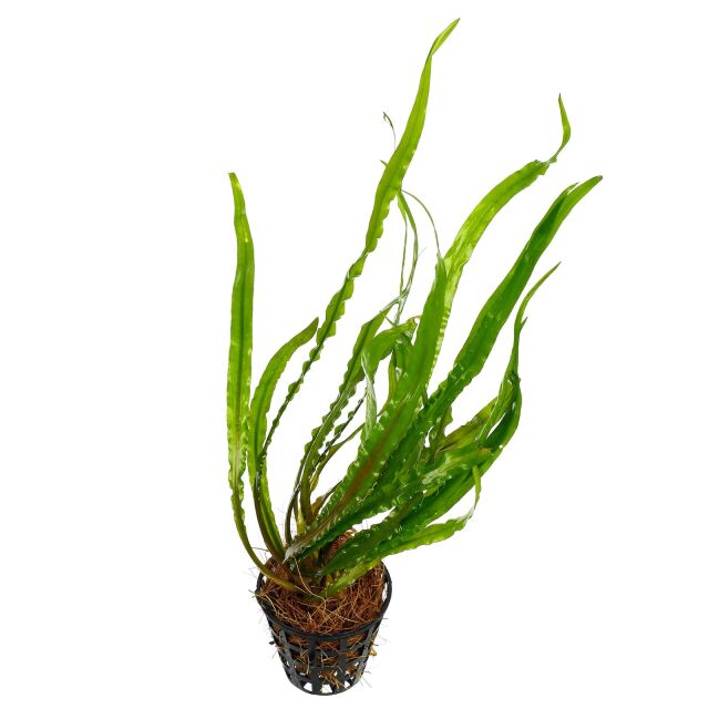 Cryptocoryne spiralis