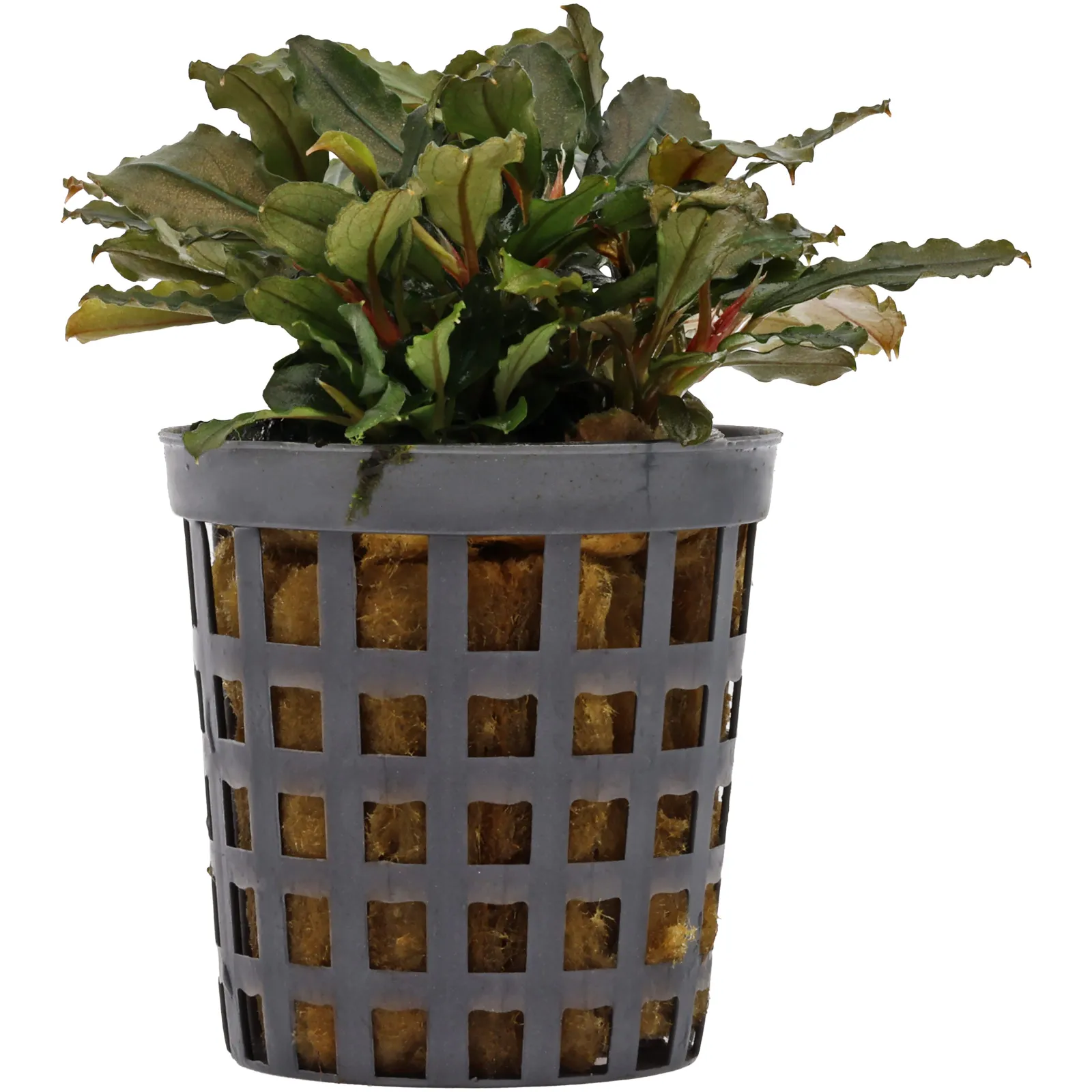 Bucephalandra sp. 