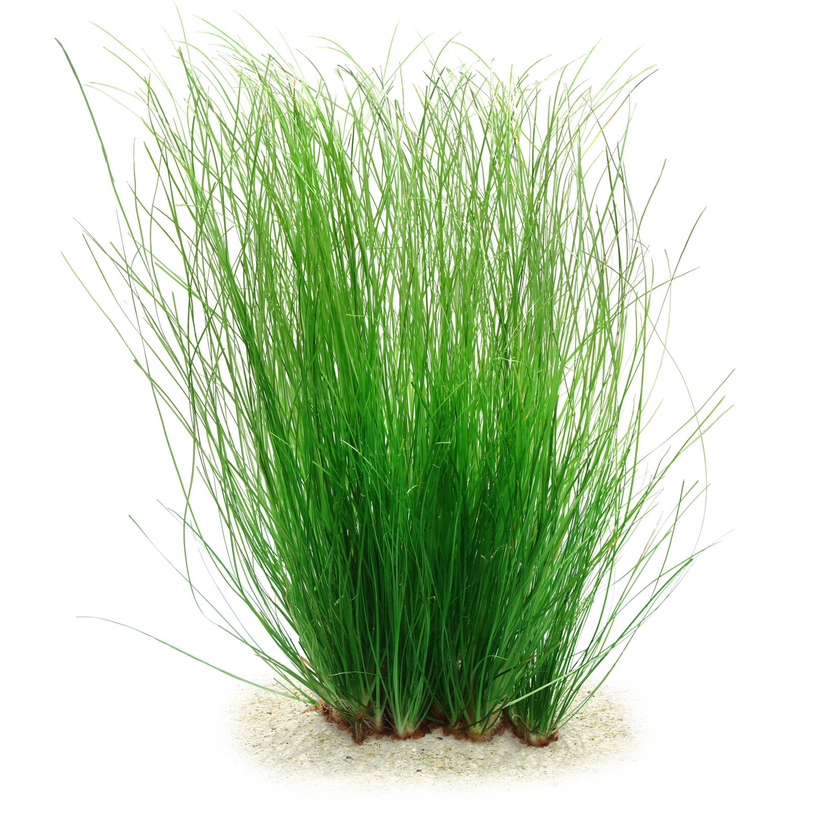 Eriocaulon breviscapum