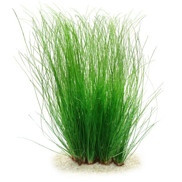 Eriocaulon breviscapum