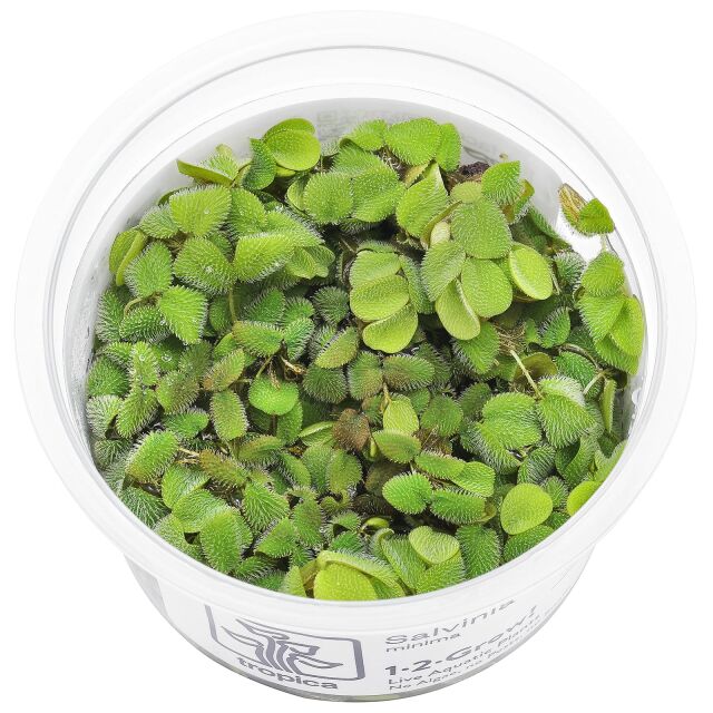 Salvinia minima