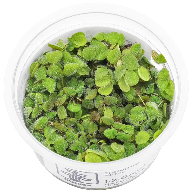 Salvinia minima