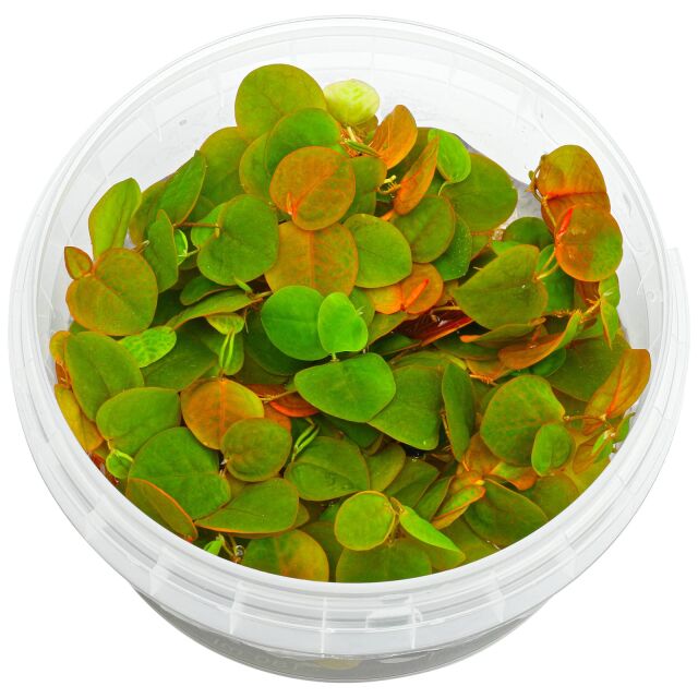 Phyllanthus fluitans