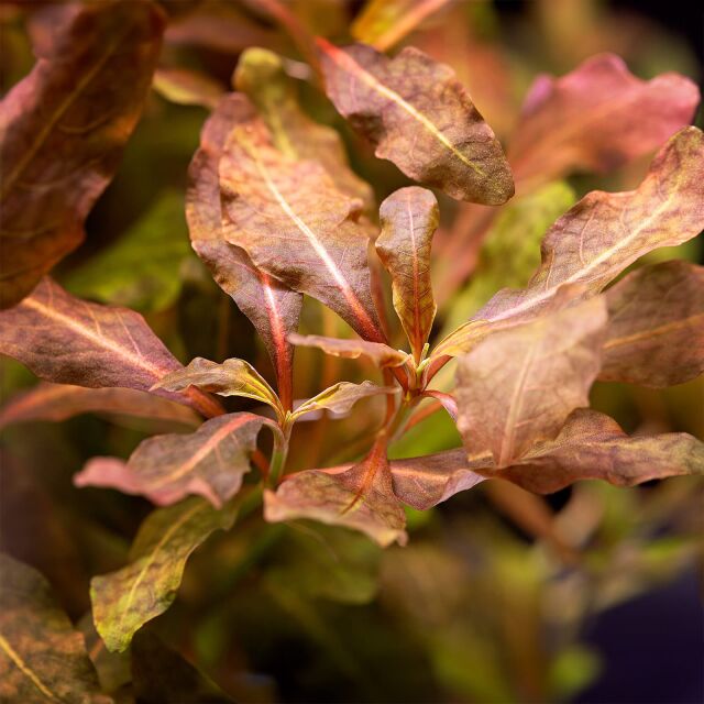 Hygrophila sp. &quot;Brown&quot;