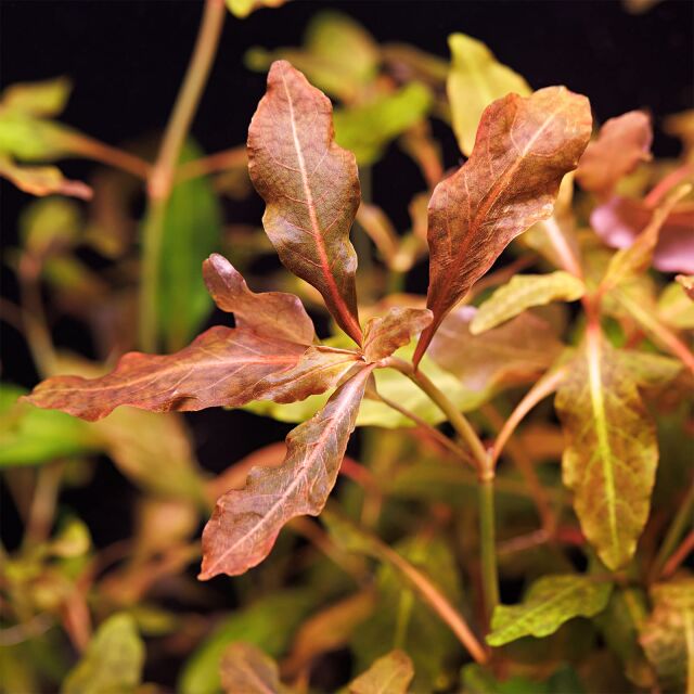 Hygrophila sp. &quot;Brown&quot;