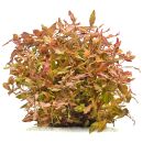 Hygrophila sp. "Brown"