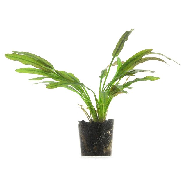 Aponogeton robinsonii &quot;Laos&quot; - Einzelpflanze