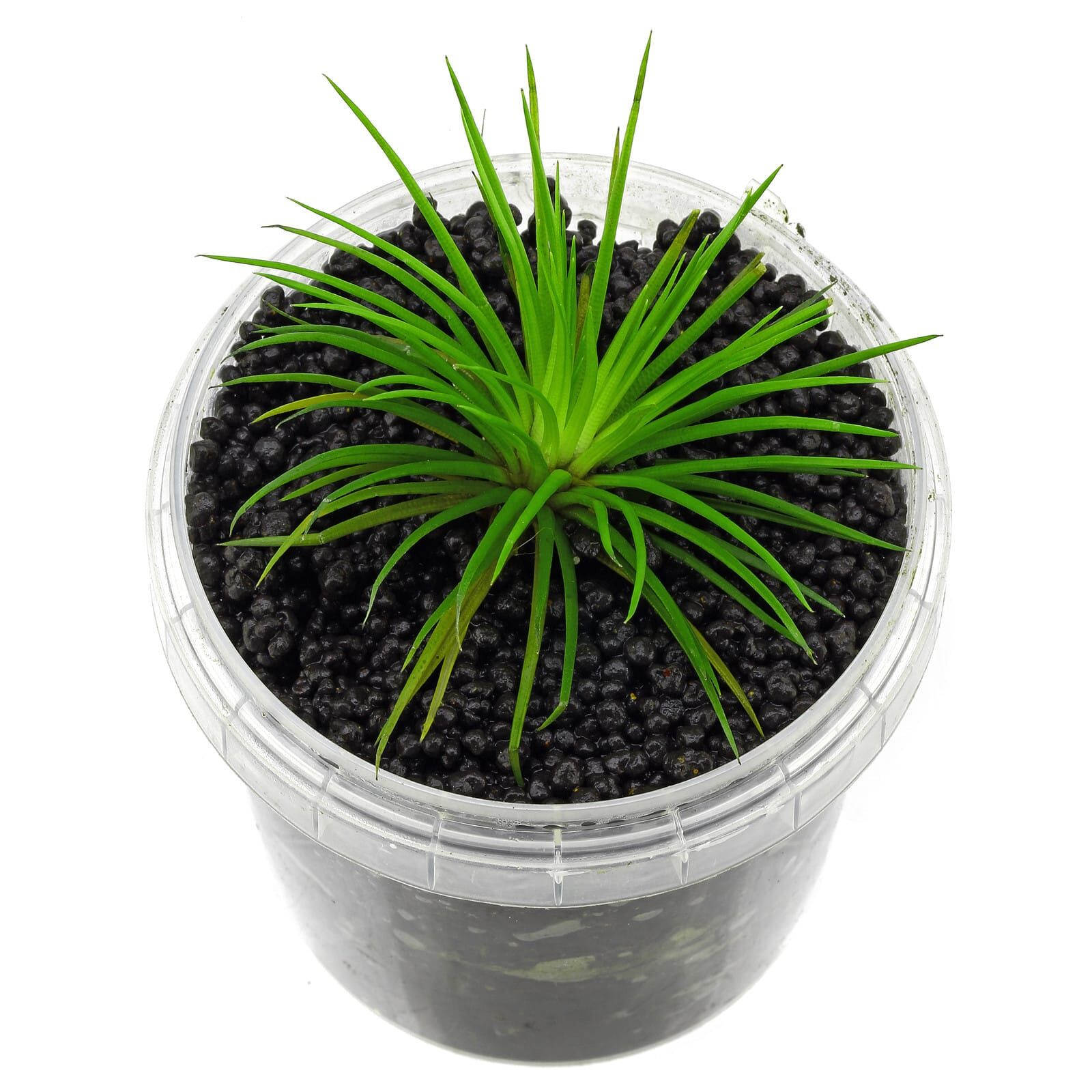 Eriocaulon sp. "Polaris"