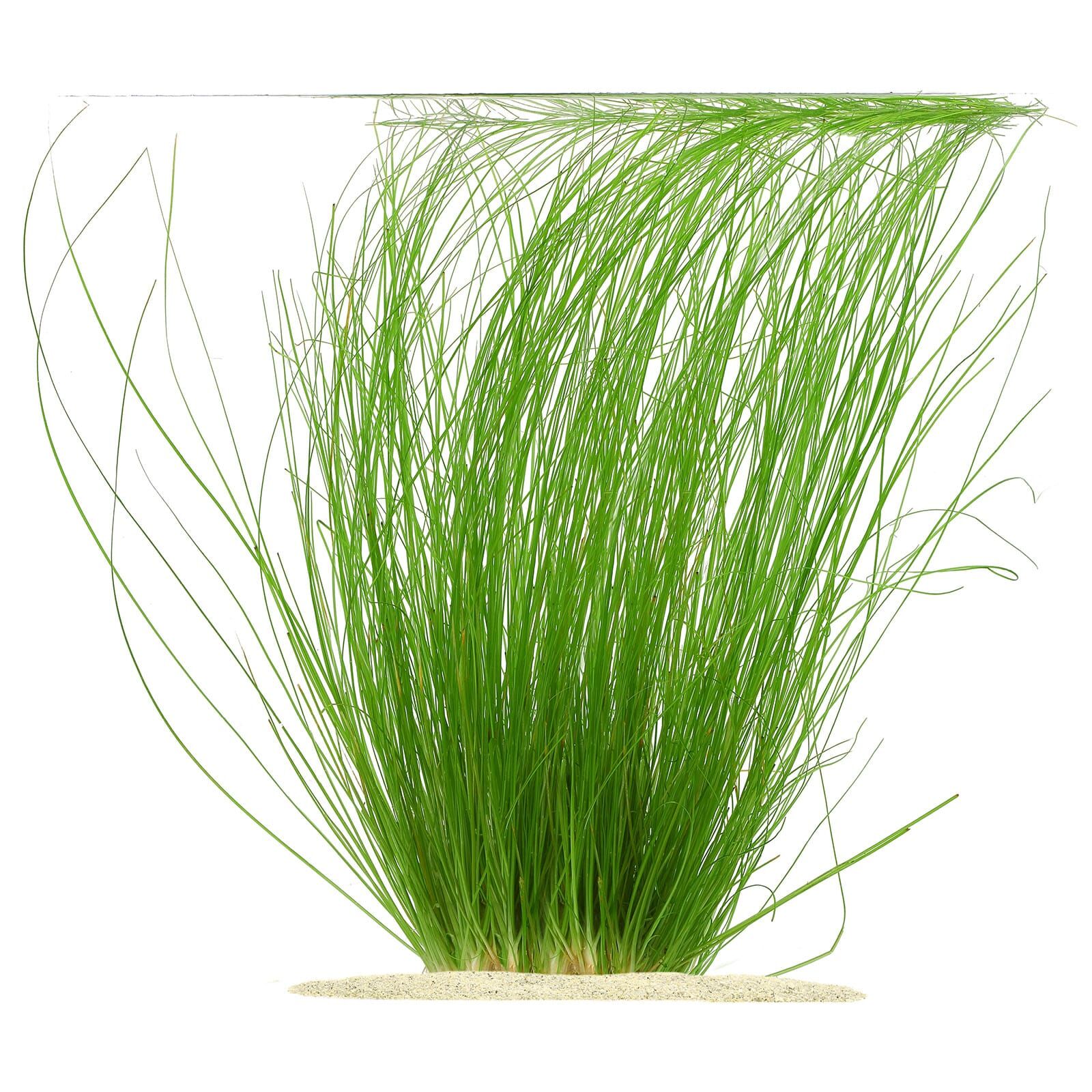 Eriocaulon sp. "Feather Duster"