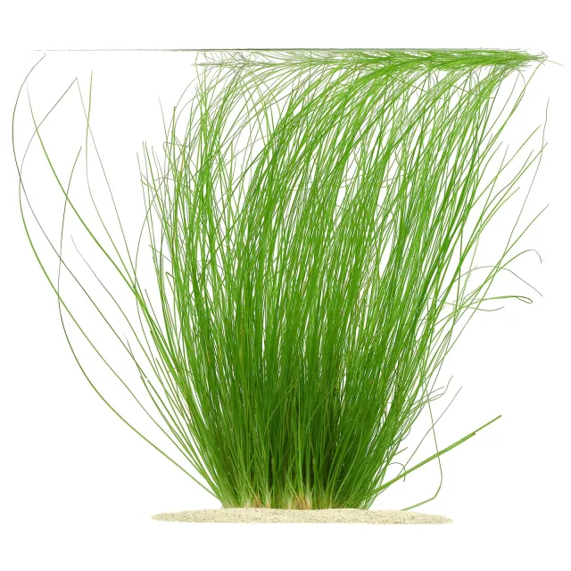 Eriocaulon sp. "Feather Duster"