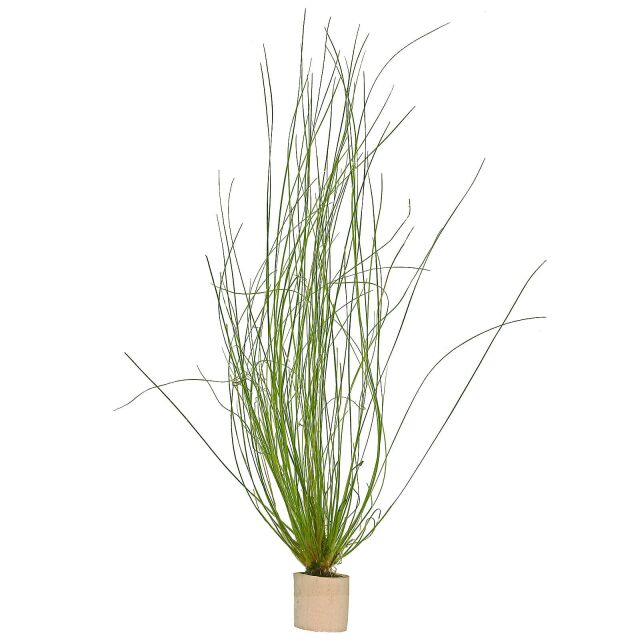 Eriocaulon sp. "Feather Duster"