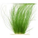 Eriocaulon sp. "Feather Duster"