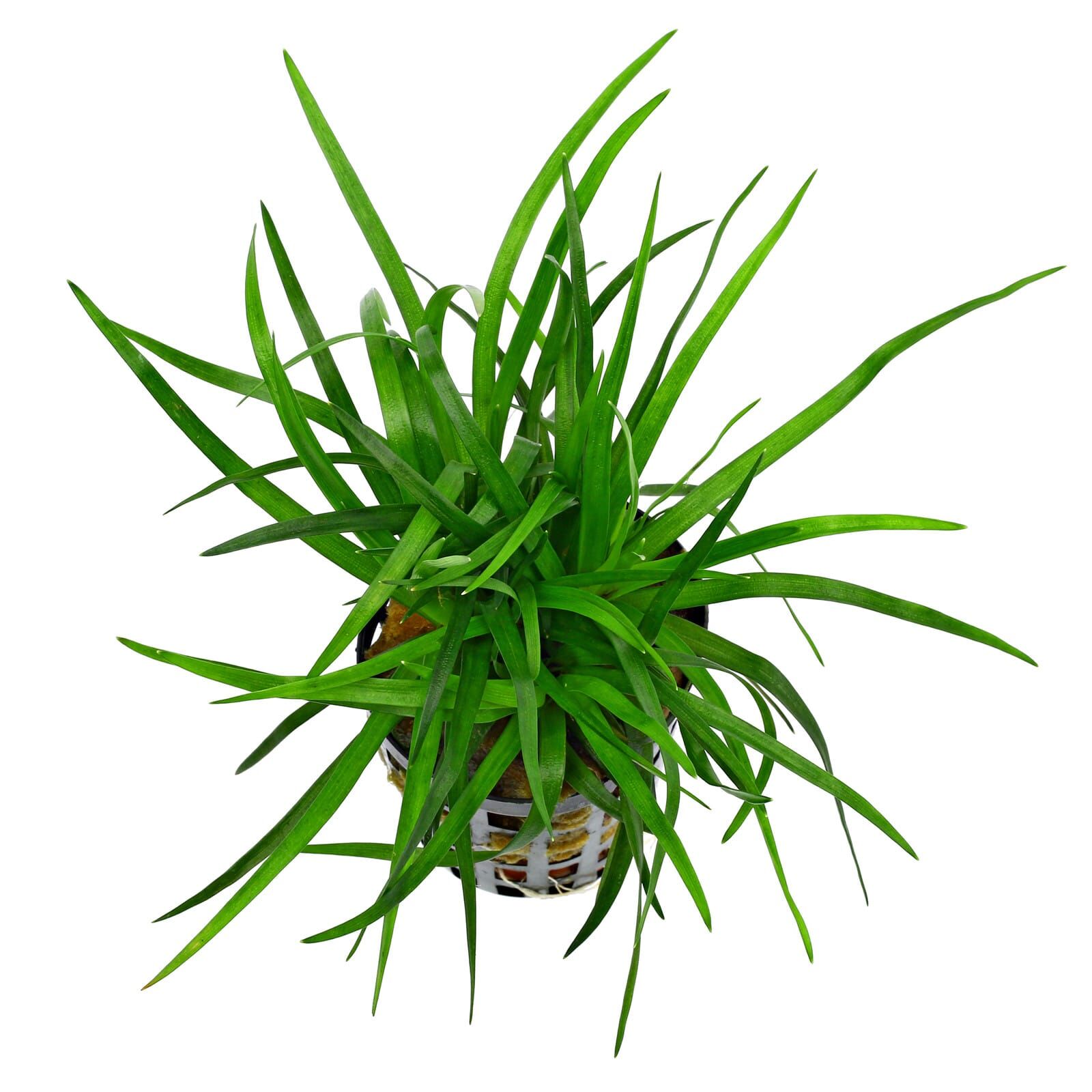 Eriocaulon sp. "Vietnam"