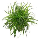 Eriocaulon sp. "Vietnam"