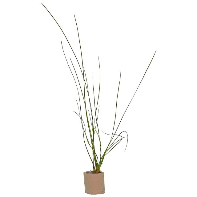 Eriocaulon sp. "Feather Duster" - Einzelpflanze
