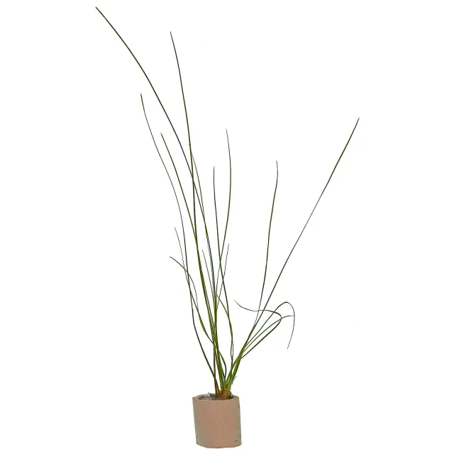 Eriocaulon sp. "Feather Duster" - Einzelpflanze