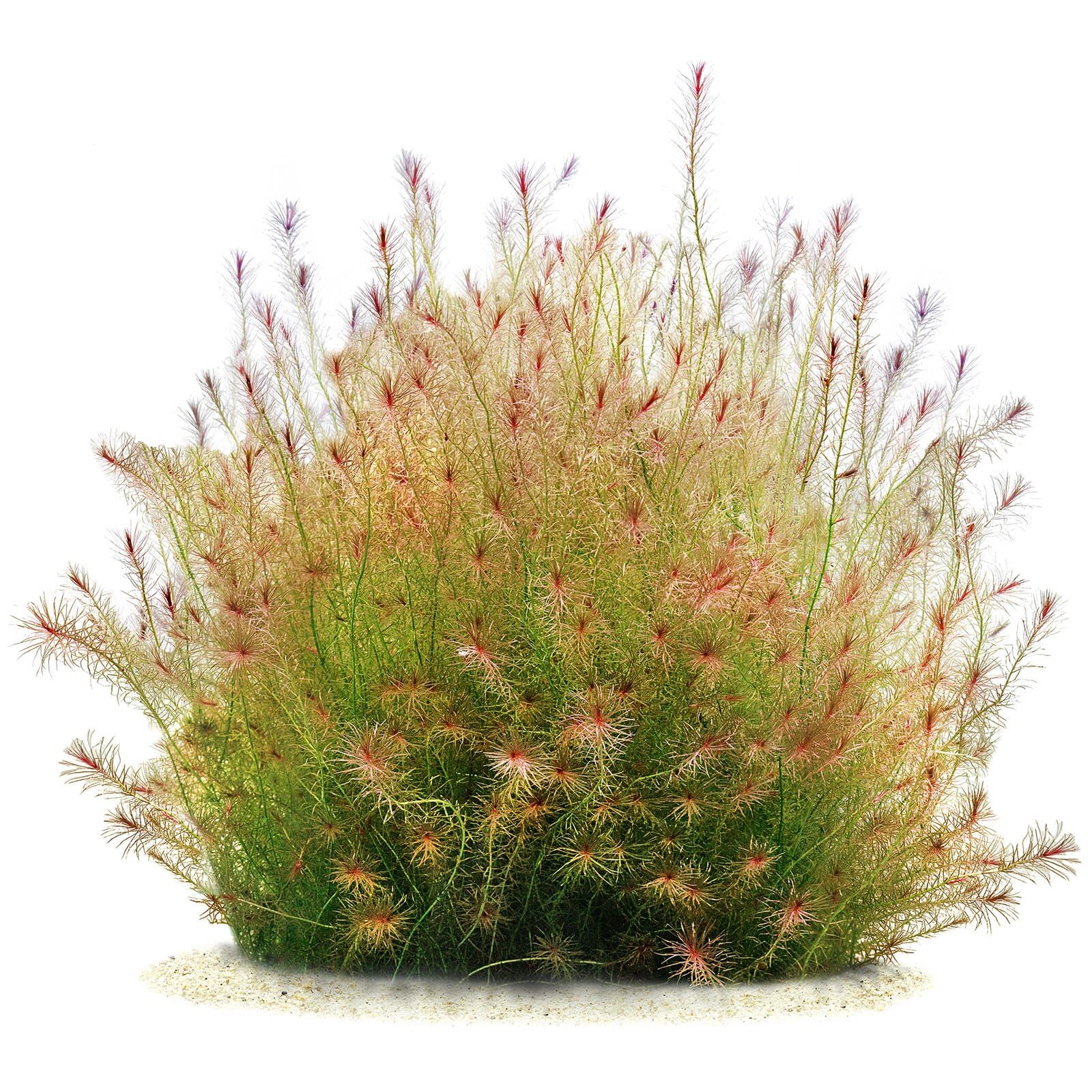 Mayaca sp. "Santarem Red"