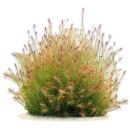 Mayaca sp. "Santarem Red"