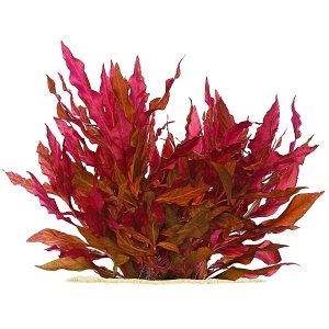 Alternanthera reineckii Rosanervig