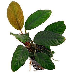 Anubias barteri var. coffeifolia