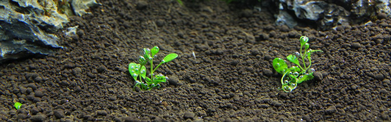 Glossostigma in Soil