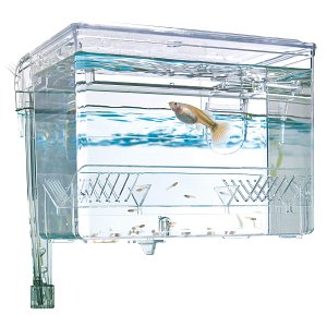 Fluval - Hang-on Aufzuchtbecken