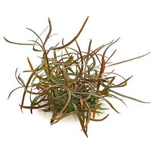 Hygrophila lancea 