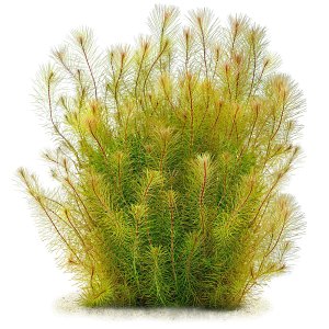 Mittelgrund Wasserpflanzen Fur Dein Aquarium Top