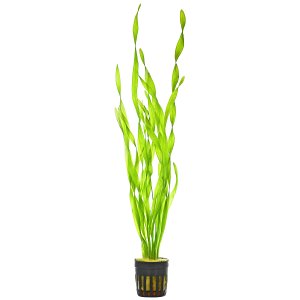 Vallisneria sp. "asiatica" - Topf